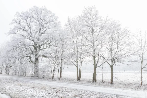 Arbres Enneigés Hivernaux Dans Brouillard — Photo