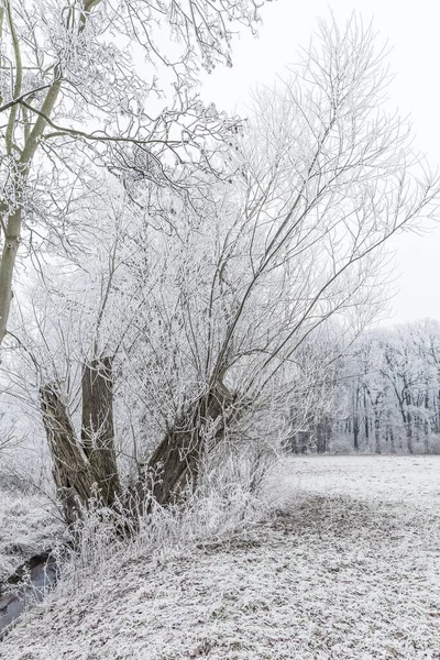 Árvores Cobertas Nevoeiro Com Passas — Fotografia de Stock