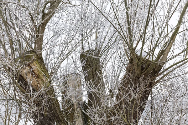 Alberi Nevosi Invernali Nella Nebbia — Foto Stock