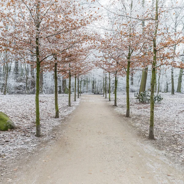 Banco Parque Trilha Caminhadas Com Árvores Cobertas Neve Nevoeiro — Fotografia de Stock