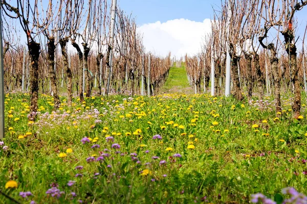 Vingård April Med Mange Løvetann Blomster – stockfoto