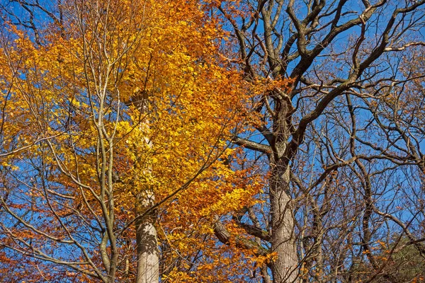 Árvore Caduca Outono Folhas Coloridas Nas Cores Outono — Fotografia de Stock