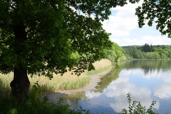 Dreifelder Weiher Westerwald Weiher See Teich Landschaft Wasser Natur Rheinland — 图库照片