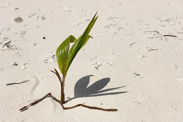 テコプア島 アイツタキ環礁 クック諸島 オセアニアの砂州でココナッツシュート — ストック写真