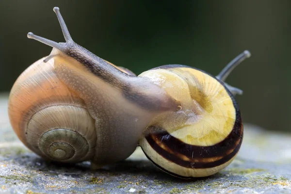 Snail Helix Pomatia Invertebrate Mollusk — Stock Photo, Image