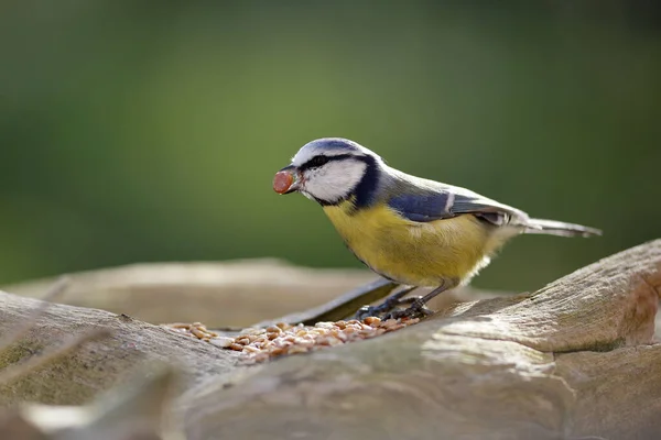 Blauw Met Voedsel Snavel — Stockfoto