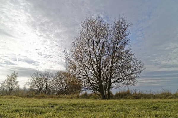 Arbres Dans Avant Pays — Photo