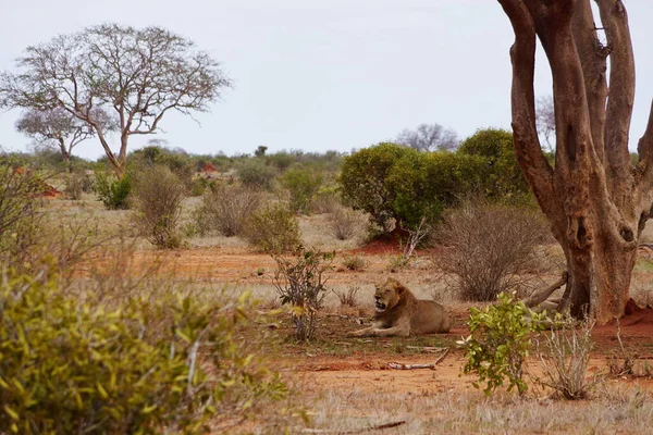 Leone Africano Nella Savana Dell Africa — Foto Stock