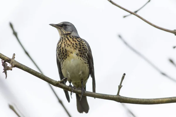 Juniper Thrush Sits Branch — Stock Photo, Image