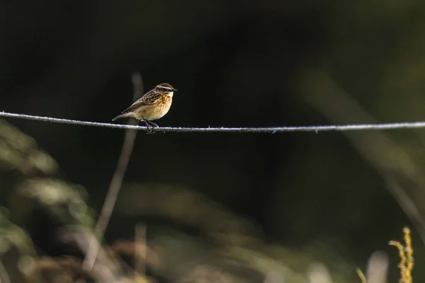 Brunstrupe Sitter Sin Väntan — Stockfoto