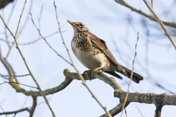 Enebuske Sitter Gren — Stockfoto