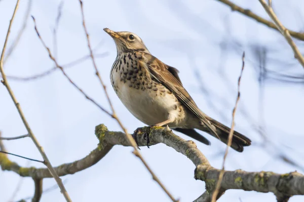 Une Grive Genévrier Est Assise Sur Une Branche — Photo