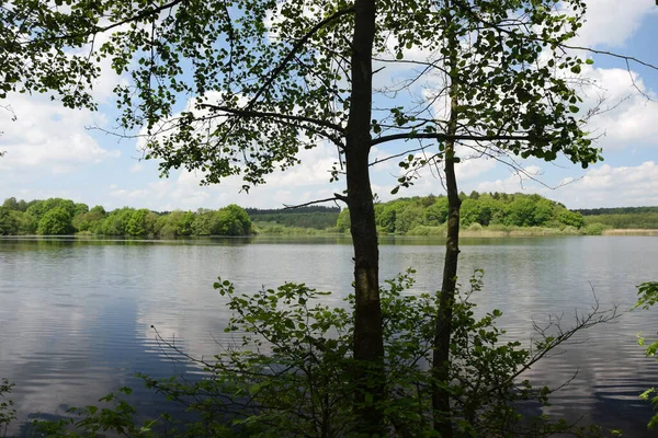 Вид Річку Літньому Лісі — стокове фото