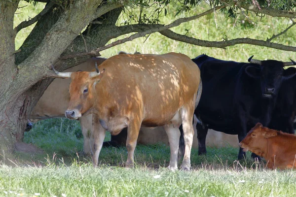 Kühe Unter Den Bäumen Schatten — Stockfoto