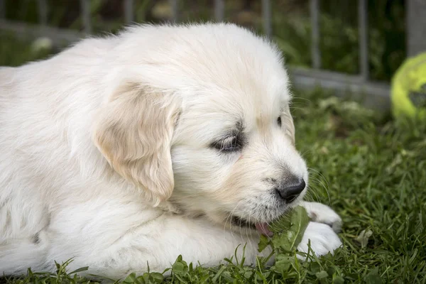 Golden Retriever Puppy Eats Grass - Exterior
