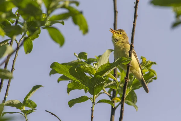 Petits Oiseaux Dans Les Branches Buisson — Photo