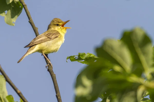 Kleine Vogeltjes Takken Van Een Struik — Stockfoto