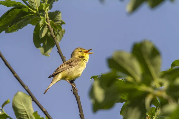 Uccellini Tra Rami Cespuglio — Foto Stock