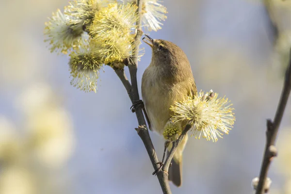 Zilpzalp Grenarna Buske — Stockfoto