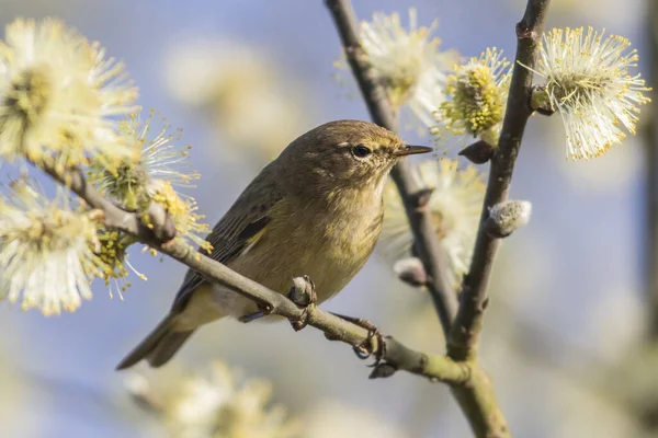 Zilpzalp Grenarna Buske — Stockfoto