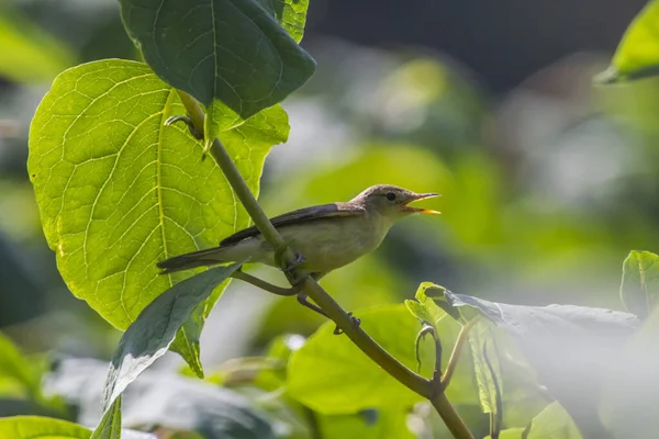 Kleine Vögel Den Zweigen Eines Busches — Stockfoto