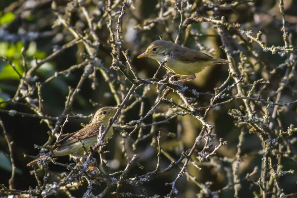 Little Birds Branches Bush — Stock Photo, Image
