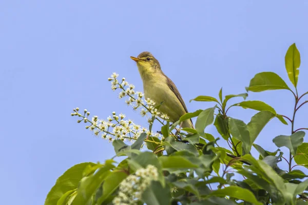 Uccellini Tra Rami Cespuglio — Foto Stock