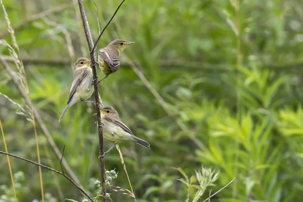 Kleine Vögel Den Zweigen Eines Busches — Stockfoto