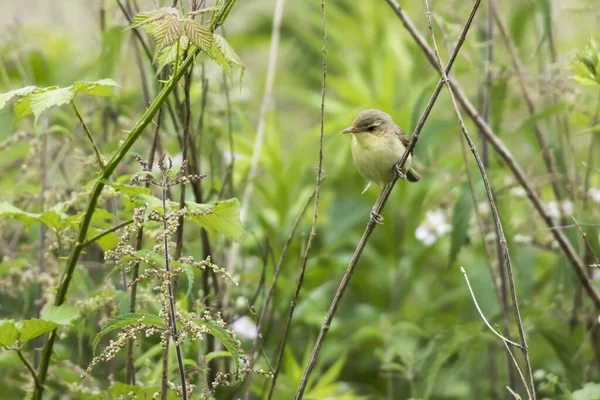 Pequenos Pássaros Nos Ramos Arbusto — Fotografia de Stock