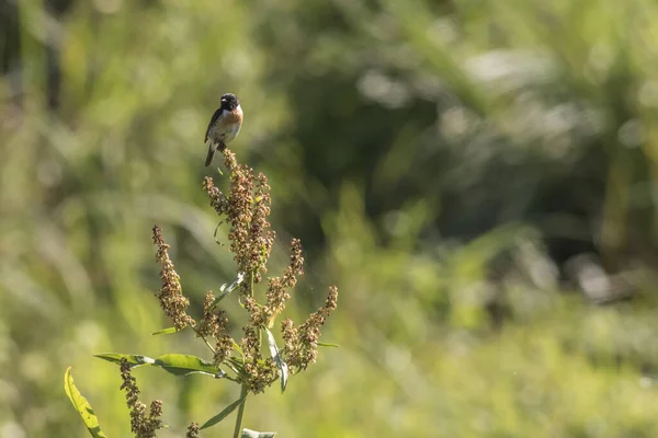 Een Blackthroat Zit Zijn Wachten — Stockfoto