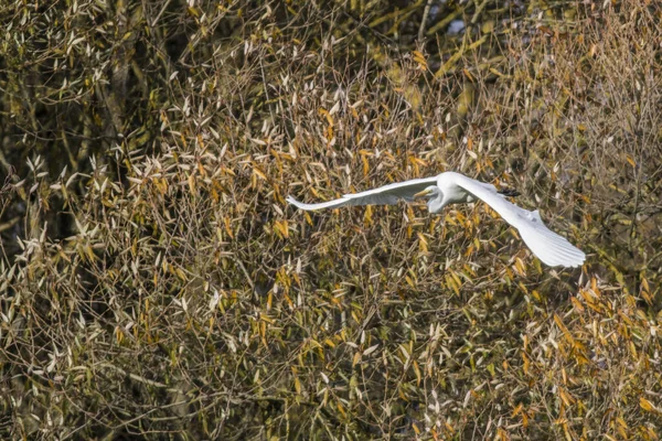 Silberreiher Auf Nahrungssuche Beeder Bruch — Stockfoto