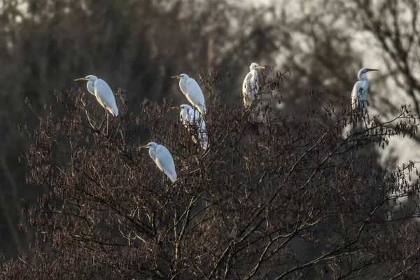 Silberreiher Auf Nahrungssuche Beeder Bruch — Stockfoto