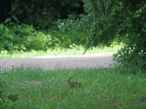 Foto Van Schattig Konijn — Stockfoto