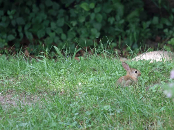 Foto Van Schattig Konijn — Stockfoto