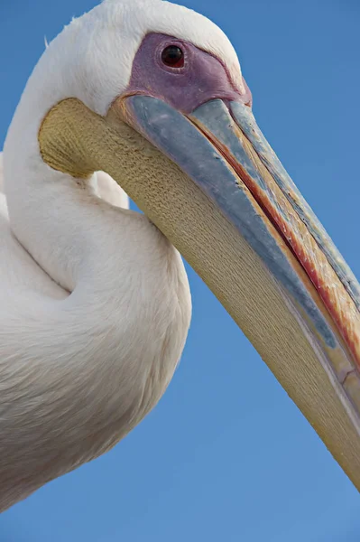 Walvis Körfezi Pelikanı Namibya — Stok fotoğraf