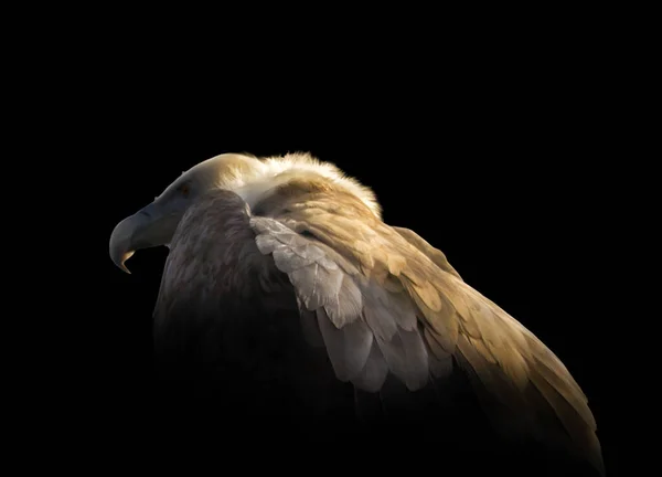 Sole Splende Sul Retro Dell Avvoltoio Grifone Brilla Attraverso Becco — Foto Stock