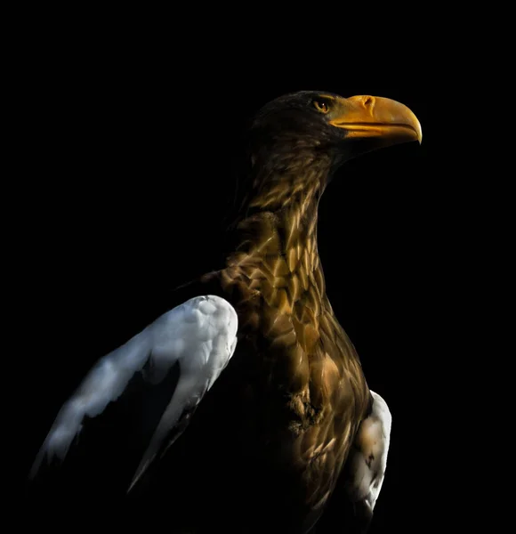 노모양의 날개를 독수리의 — 스톡 사진