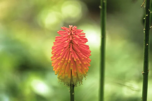 Schopf Fackellilie Kniphofia Uvaria — 스톡 사진