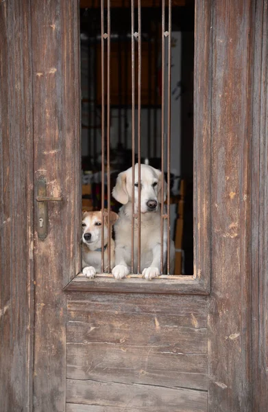 Hund Tür Haustier Beton Griechenland Tier Eingang Willkommen Fenster Stehend — Stockfoto