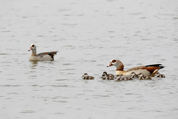 Nilgan Family Lake — Stock Photo, Image