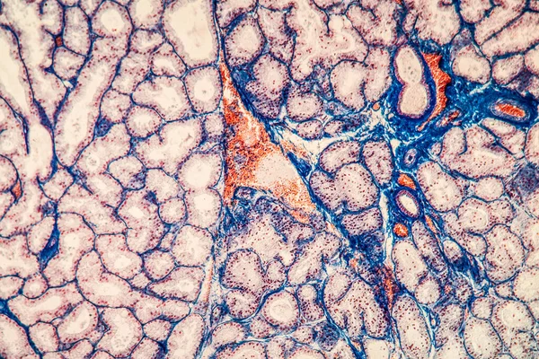Tissu Glande Lacrymale Sous Microscope 100X — Photo