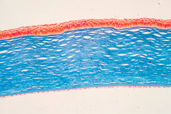 顕微鏡下の角膜眼組織100倍 — ストック写真