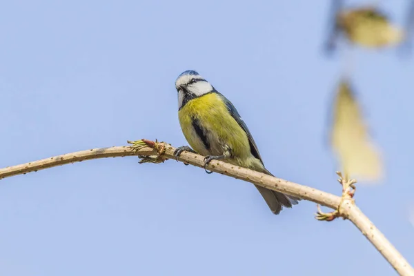 Ein Blau Den Zweigen — Stockfoto