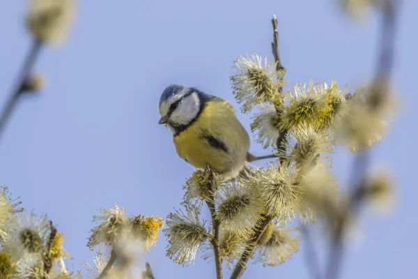 Ein Blau Den Zweigen — Stockfoto