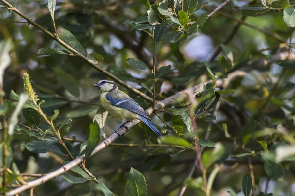 Bleu Dans Les Branches — Photo