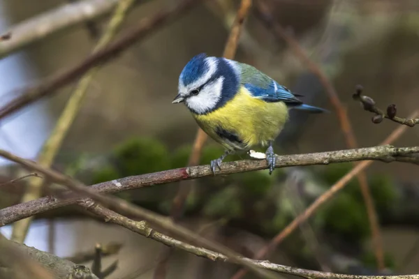 Een Blauw Takken — Stockfoto