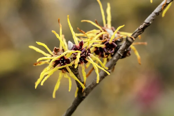 Hamamelis Japonica Желтый Цветущий Японский Волшебный Орех — стоковое фото