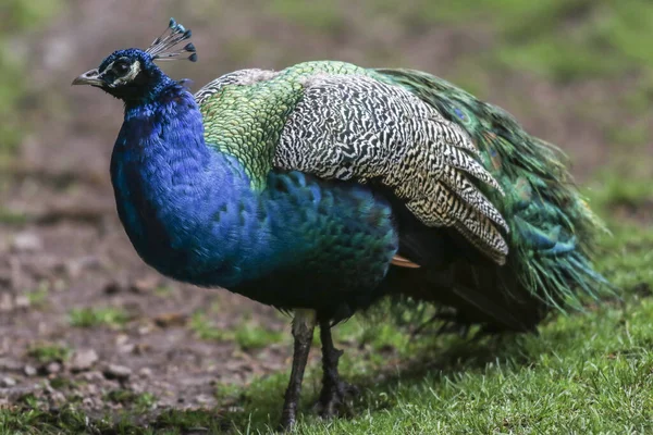 Pavo Real Azul Parque Vida Silvestre Potzberg Cerca Kusel — Foto de Stock