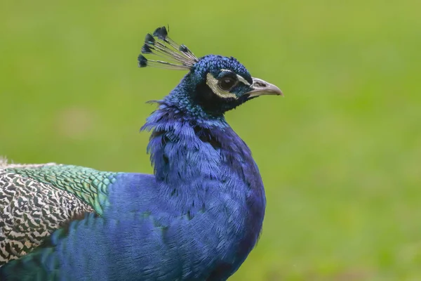 Kusel附近Potzberg野生动物公园的一只蓝色孔雀 — 图库照片