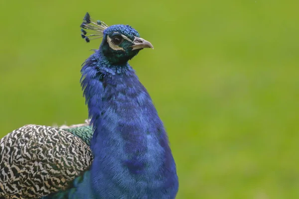 Blue Peacock Potzberg Wildlife Park Kusel — Stock Photo, Image